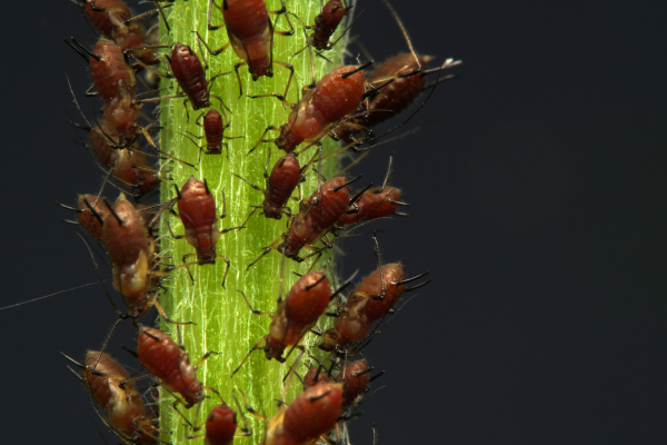 1. structual pest control