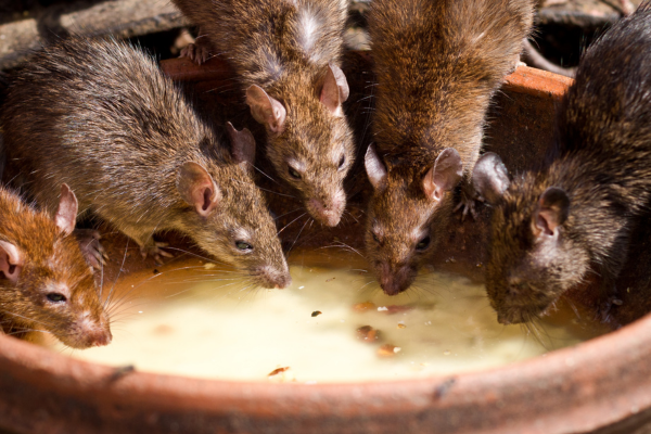 6. rodents